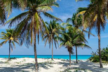 Obraz na płótnie Canvas Varadero Beach Palms