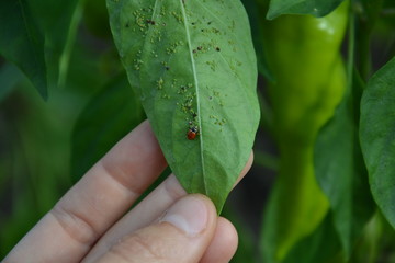 Applying ladybugs on greenhouse peppers to fight aphids