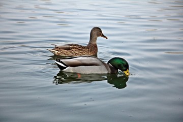 Wild ducks swimming in the lake - wildlife  