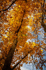 Otoño La RIoja