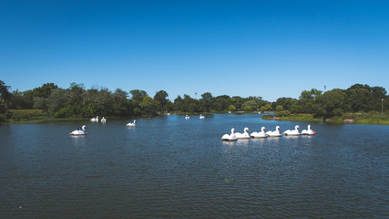 Swan shaped paddle boats in lake pond lagoon