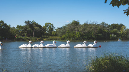 Swan shaped paddle boats in lake pond lagoon