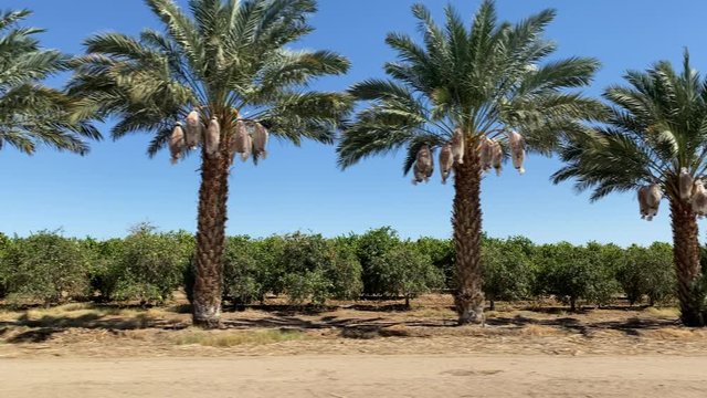 Driving past a row of Date Palm trees 