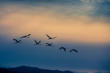 Flamingos resting on Lake Korission, Corfu