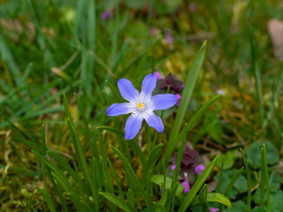 Single blue wild flower between grass