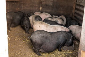 Pigs family in pigsty, dirty and happy. Farm life