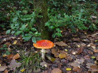 Fliegenpilz