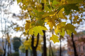 bright yellow and green leaves on an autumn tree branch on a blurred forest background