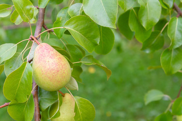 Pear hanging on a tree and Matures in late summer