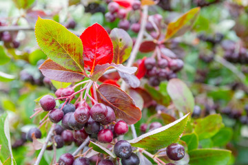 Chokeberry grows on a Bush in late summer