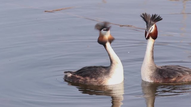 Baltzing grebe filmed in the spring,