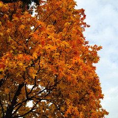 Orange leaves of maple whith black spots on a background of sky. Sick tree. Background from tree...