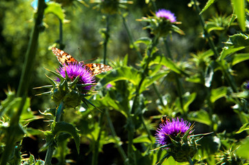purple emperor butterfly, nature