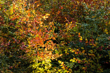 Forest in autumn colors