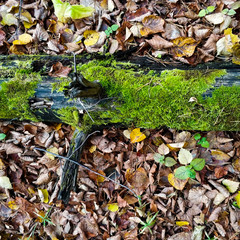 A tree with green moss lies on autumn foliage.