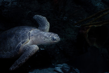 Sea Turtle Swimming In Water