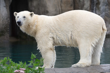 Le bain de l'ours polaire