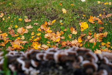leaves in the autumn