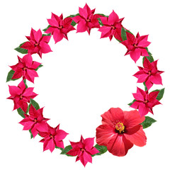 Beautiful floral circle of hibiscus and poinsettia. Isolated