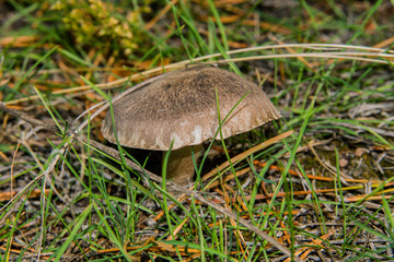 Beautiful gray mushroom Tricholoma triste in a pine forest under the branches. Mushroom close-up....