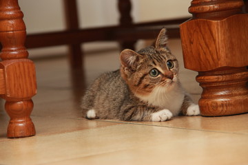 Chaton en embuscade sous la table