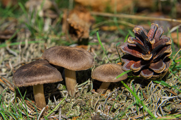 Tricholoma triste mushrooms and pine cone in pine forest. Mushrooms close up. Soft selective focus. Shallow depth of field.