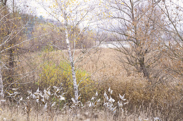 Autumn rural landscape, forest, amazing photo