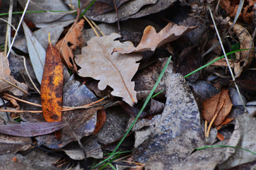 Faded leaves in the forest,autumn background,photo
