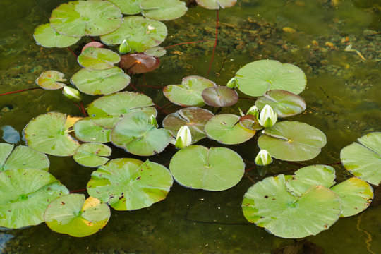 White water lilies on a pond