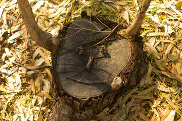 Tree stump with funny face in eucalyptus forest 