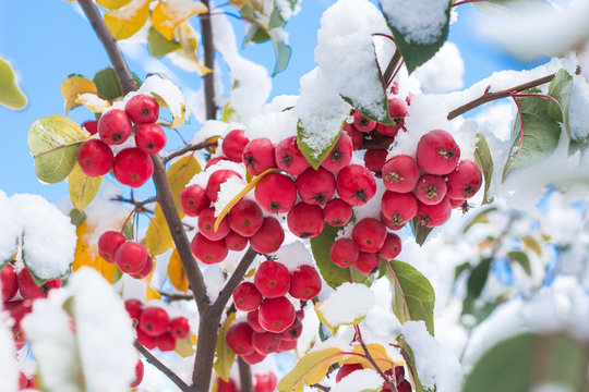 Autumn landscape photography, the first snow fell on the branches of mountain ash or ranet apples, precipitation in the form of white flakes representing ice crystals,