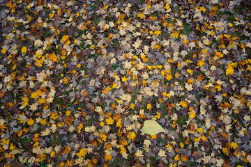 Ground full of colorful leafs after rain storm during fall season