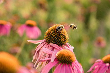 Bees and flowers 