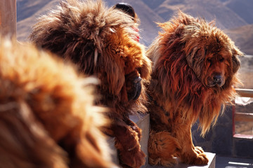 Brown Tibetan dogs posing for tourists, against the brown Himalayan mountains.