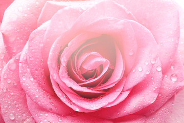 Fototapeta na wymiar Beautiful rose flower with water drops, closeup
