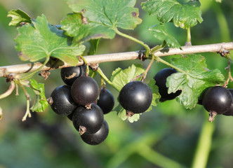 In the orchard on the branch of the bush ripens currant