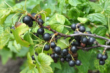 In the orchard on the branch of the bush ripens currant