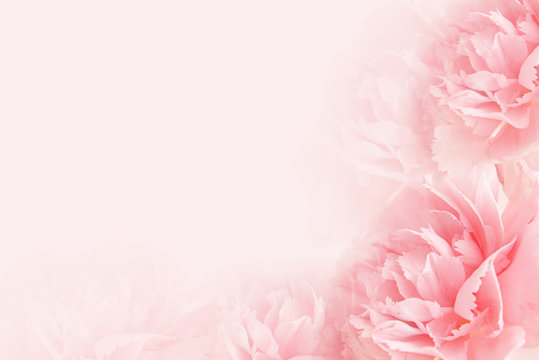 Beautiful carnation flowers on light background