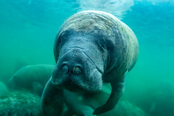 Curious West Indian Manatee enjoying the warm spring water during a cold snap in Crystal River, Florida (USA).