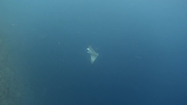 Mobula devil ray swimming. Indian ocean, Maldives. 4K