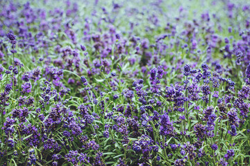 Lavender flower close up. Purple lavender flowers. Potted lavender plants background