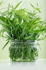 tarragon recipes and medicinal properties of this herb