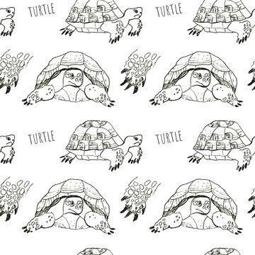 Watercolor hand drawn pattern of turtles. Illustration of turtles on the white background