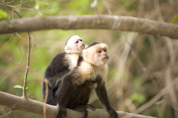 Spider Monkey Mom and Baby