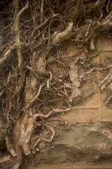 Vines above and old stone arch