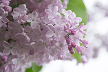 Tender light pink flowers of lilac