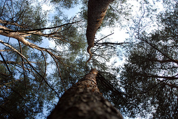 tree in winter