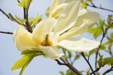 Naklejka na ściany i meble Fragile flower of white magnolia