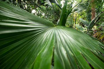 Big green leaf of palm tree