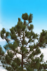 forest of nature fir leaf tree in wildlife on summer blue sky background, vacation holiday and travel to natural environment park